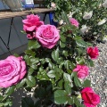 薔薇が見頃です♪
