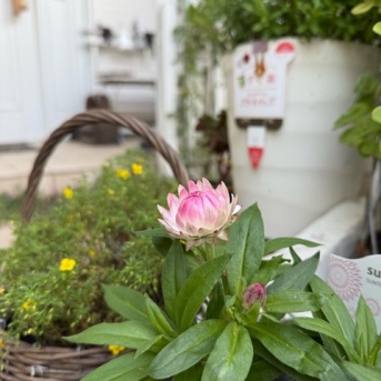 ＊秋の花が咲き可愛さを少し取り戻した小庭