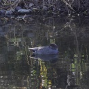 カワセミ、キセキレイ、カワアイサ雌など