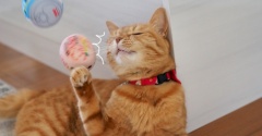 ちゅ〜るのおまけでひと遊び♪