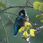 公園の野鳥 in 神戸