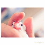 もふもふ文鳥さんズ