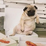 『生薬としての脂肪 その1』の画像