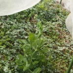 La paixの畑とパン