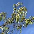 今朝のオジギソウの花はゼロ輪、お散歩はワークマンまで