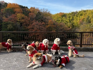 【Xmas】メリークリスマス、各スポットのクリスマスイルミネーションをお届けします♪