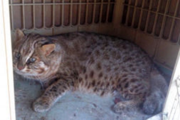 環境省 ツシマヤマネコを１５年間無断飼育した男性に厳重注意した上で 飼い方のノウハウ教えて 画像あり ２ｃｈまとめ やっこのこれってどうなの