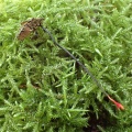 カメムシタケ(冬虫夏草)Ophiocordyceps nutans