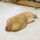 認知症を遅らせるには＆シイラのカレー風味