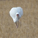 ソデグロヅルが1羽 Siberian Crane