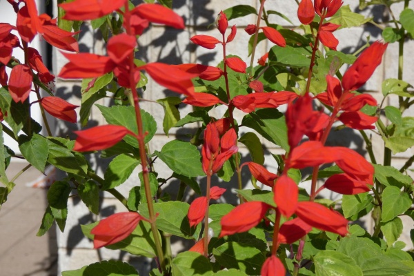 Cpガーデンのブログ サルビア