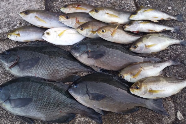 猪丸の釣りとグルメと グレ メジナ