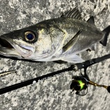 『神出鬼没！厄介がいっぱいの「稚顎パターン」』の画像