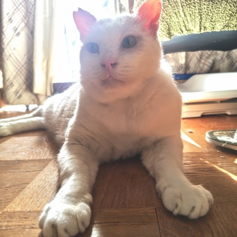 甘えん坊ジャガー