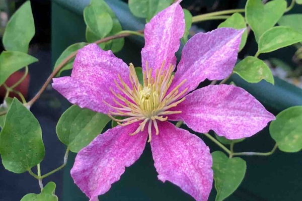 德士園 クレマチス