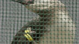 葛西臨海水族園の脱走ペンギンが別生物に進化していてワロタwww