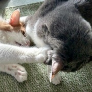 2歳と13歳の猫のじゃれ合いと雪に残された足跡