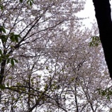 『長瀞右岸４１８ｍ峰から岩根神社へ』の画像
