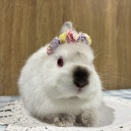 新年1発目推しうさ紹介！！