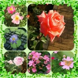 『【神代植物公園】緑に囲まれてきました』の画像