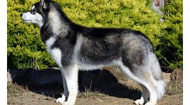 【中国】行方不明の愛犬を鍋料理屋で発見、食肉にされる寸前で保護される → 抵抗した店員８人拘束