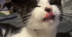 ◎日曜のにゃんこ585◎