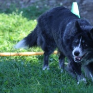 【犬のいる暮らし】黄色の背景が今年は早い！ついつい先の季節のことを考える！