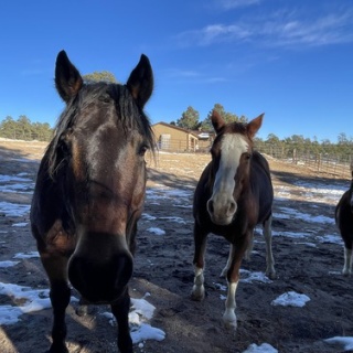 カリフォルニアのばあさんブログ