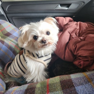 WanWan net🐾ボランティアチーム