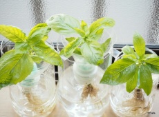 ペットボトルで新鮮なバジルを常にタダで食べ放題にする方法 3 Afe