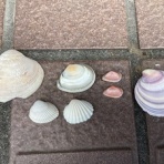 石になる地のふしぎ