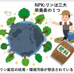 植物は自分のDNAに栄養分(リン酸)を貯蔵していることを発見！