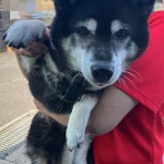 柴犬アトム🌈・黒柴アラレの日々是好日