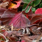 『投稿：5㎝アクロマートによる野鳥と野菜　2021/02/23』の画像