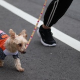 『【里親募集中】ヨークシャーテリアのハナ』の画像