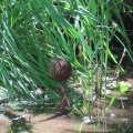 逆光‼️つがいのヒクイナを撮る🐦🐦（多々良沼公園）