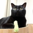 【猫写真】久しぶりのおもちゃは楽しい