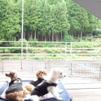 元保護犬 マルチーズとトイプードルの記録♪