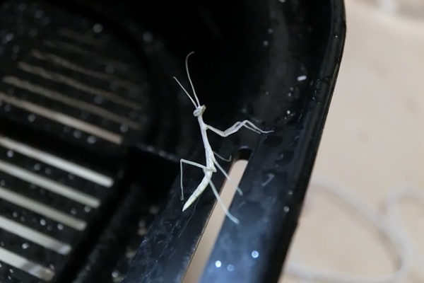 クワガタカマキリ - □アメリカ産ナナフシカマキリ