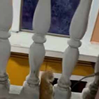 猫の動画 ねこわん！