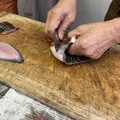 珍しい魚