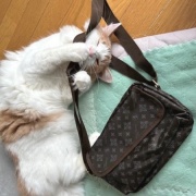 猫が噛んだもので一番高かったものは何？