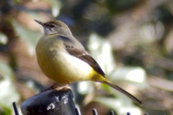 鳥 アイドル 日本語ロック ジョー ミーク ʖ ココアシガレット アンダーグラウンド ʖ 鳥 アイドル 日本語ロック ジョー ミーク ʖ ココアシガレット アンダーグラウンド ʖ