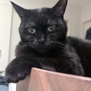バリバリボウルが大好きな猫たち