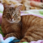 チャーミーキティの日記