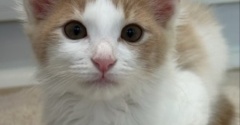 猫関係を変えてくれたメルシーの家族記念日