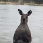 【動画】川で泳いでいた犬、筋肉ムッキムキなカンガルーに襲われてしまう… 男性が引き離そうとした結果…