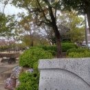 2026桜　兵庫県西宮市 、大阪府池田市、兵庫県宝塚市