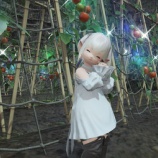 『【FF14】無人島の畑でアイルトマトを収穫でーす！　私が無人島の畑のお野菜で一番好きな作物ですヾ(〃^∇^)ﾉ』の画像
