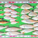 2025年12月11日　釣果